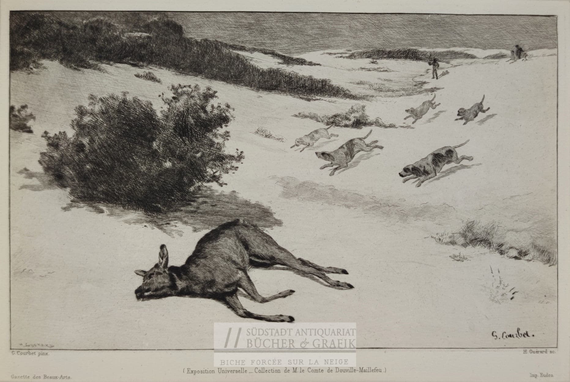 Biche forcée sur la neige.
