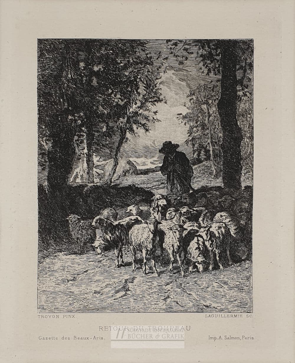 Retour du troupeau.