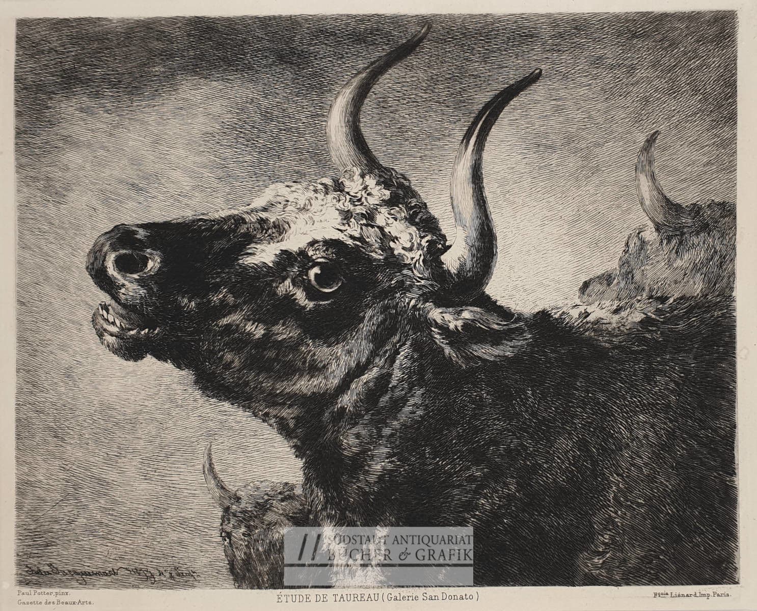 Etude de taureau.