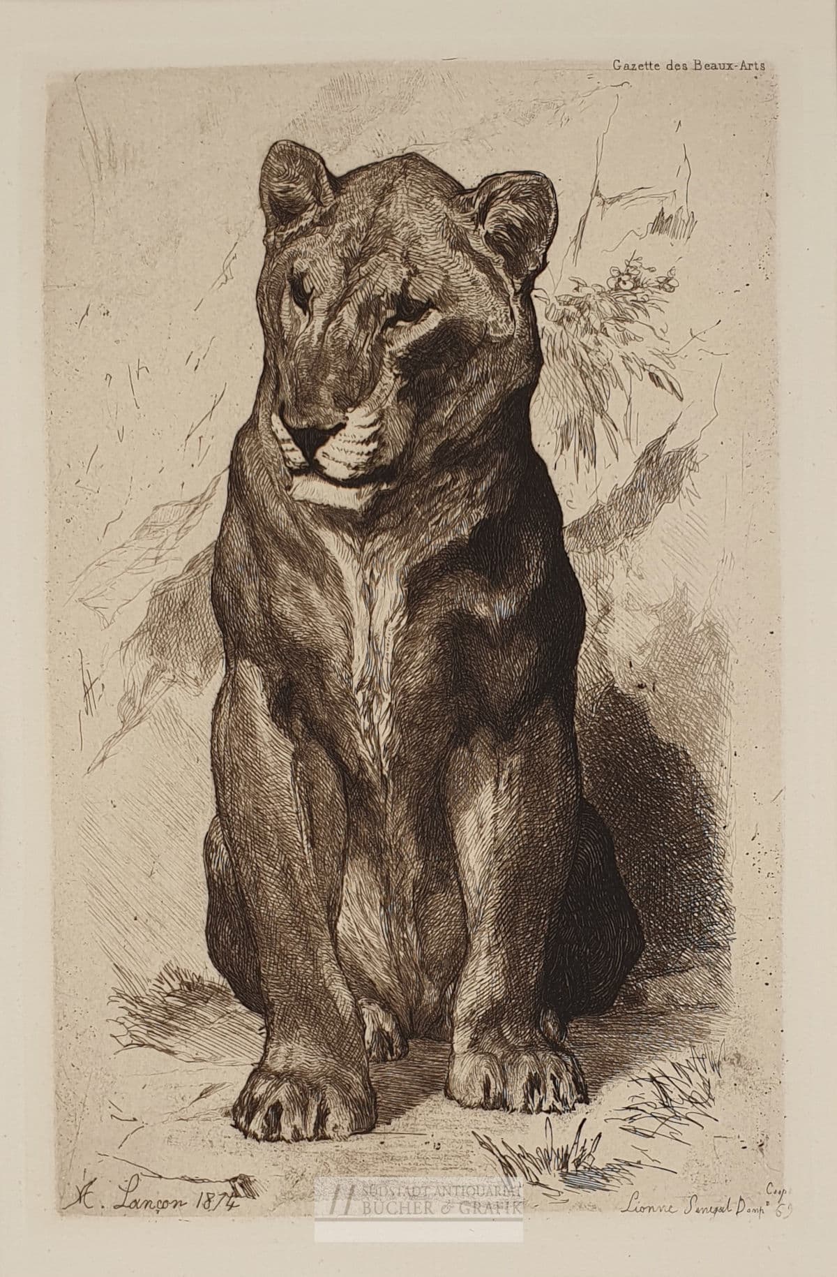 Lionne du Sénégal.